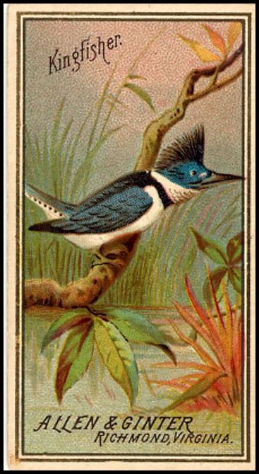 23 Kingfisher